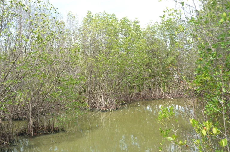 ป่าชายเลนพันท้ายพันท้ายนรสิงห์ - รูปที่ 3